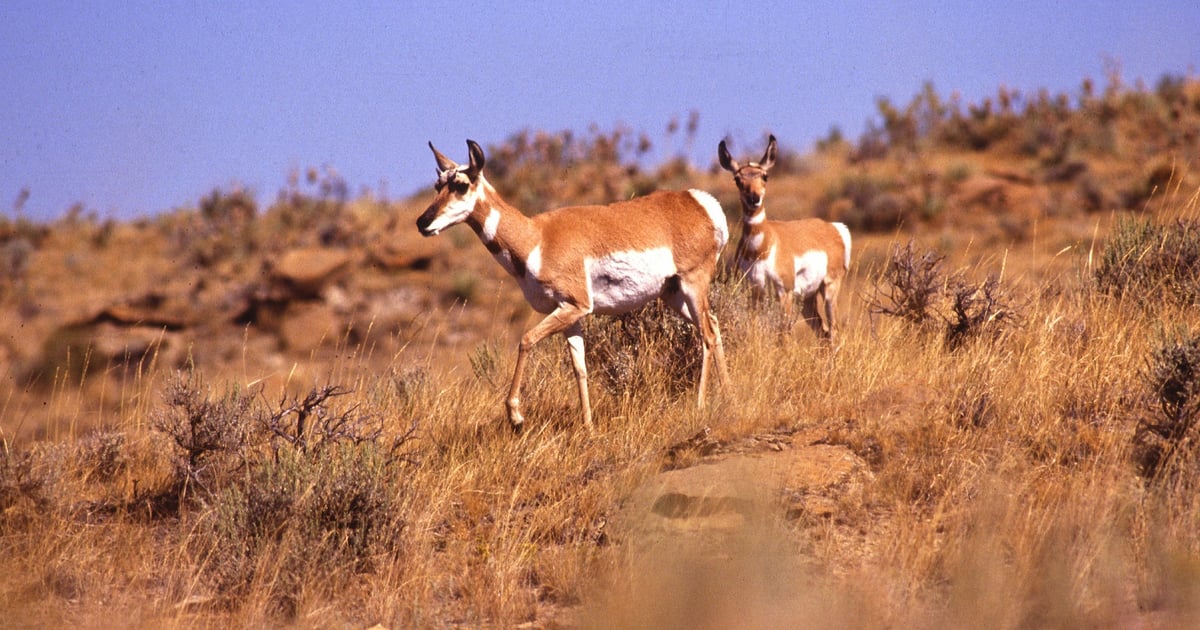 Florida Rangeland Rangeland symposium to discuss climate, wildfires