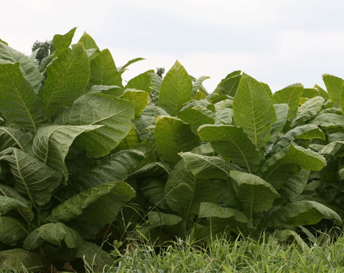 south carolina tobacco Kevin Elliott: South Carolina Farmer of the Year south carolina tobacco Kevin Elliott: South Carolina Farmer of the Year