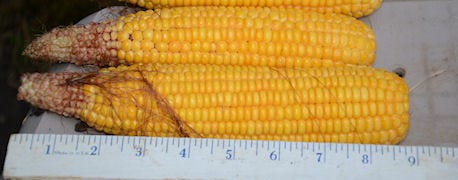 stress_corn_during_grain_fill_period_1_635767870849047541.JPG