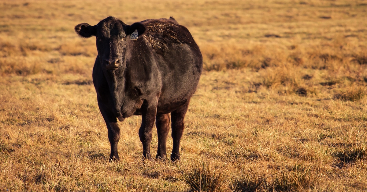 Kansas cattle drive the economy