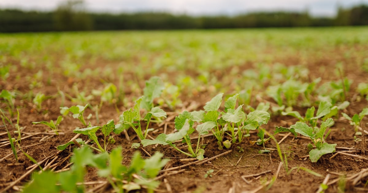 USDA's $700M Regenerative Pilot: Dec 15, 2025 Farm Progress