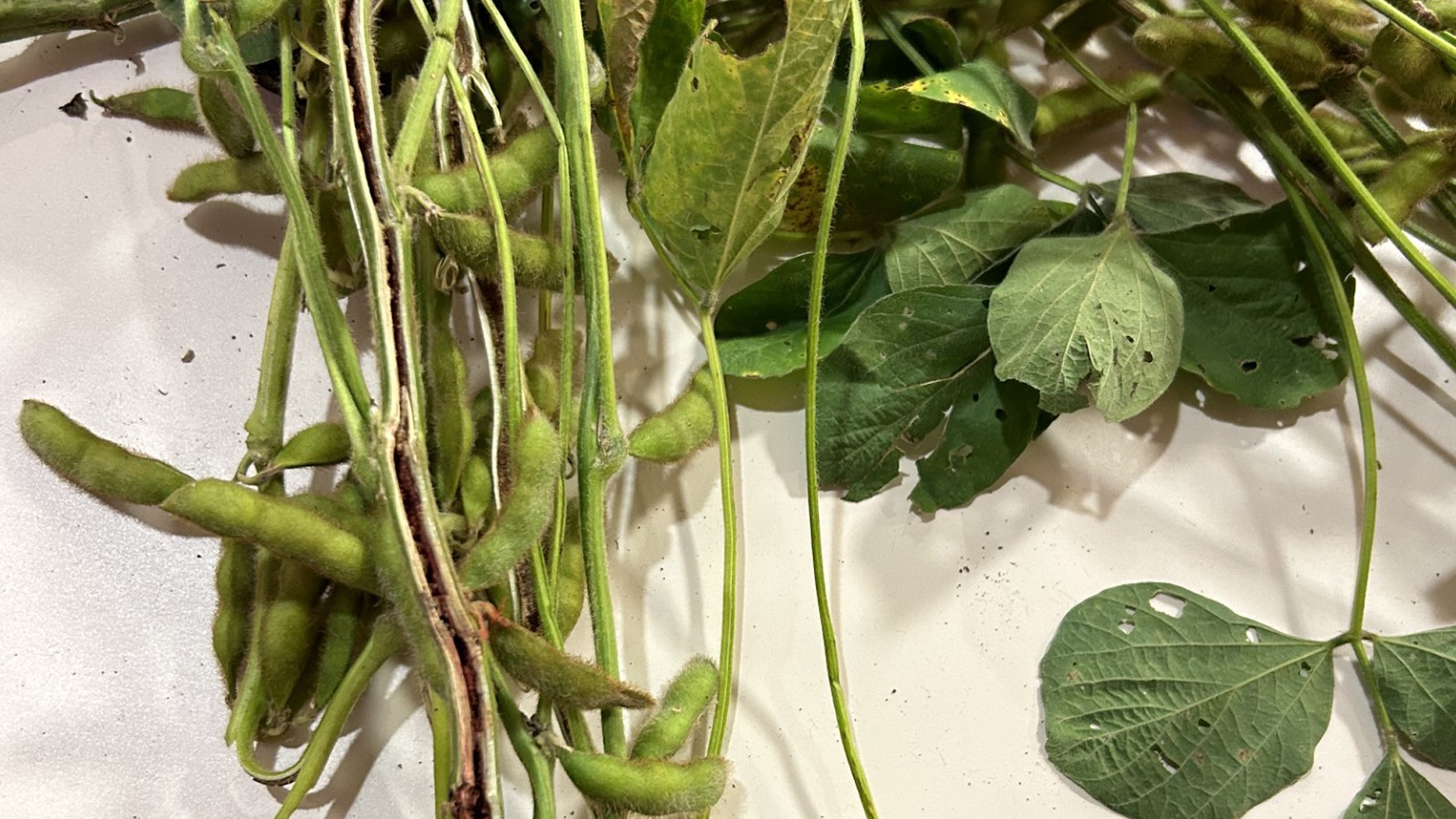 Elizabeth Hodges - Planting an early maturity soybean at an early planting date is a worst-case scenario due to concerns over lodging 