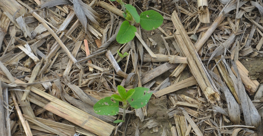 soybean plants with small holes in the leaves caused by Mexican leaf beetles