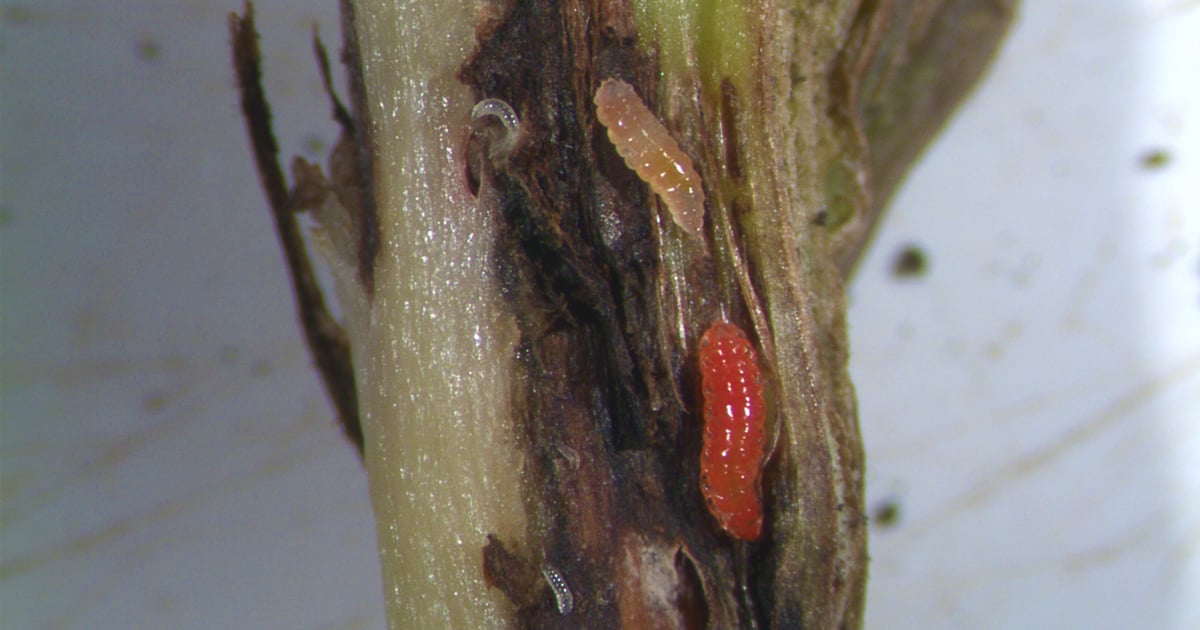 What’s this midge all about?