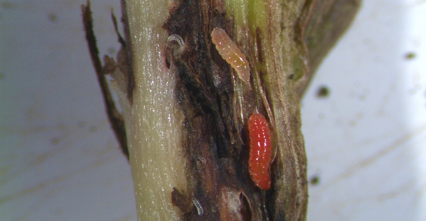 Gall midge larvae feed inside the soybean stem near the base of the plant