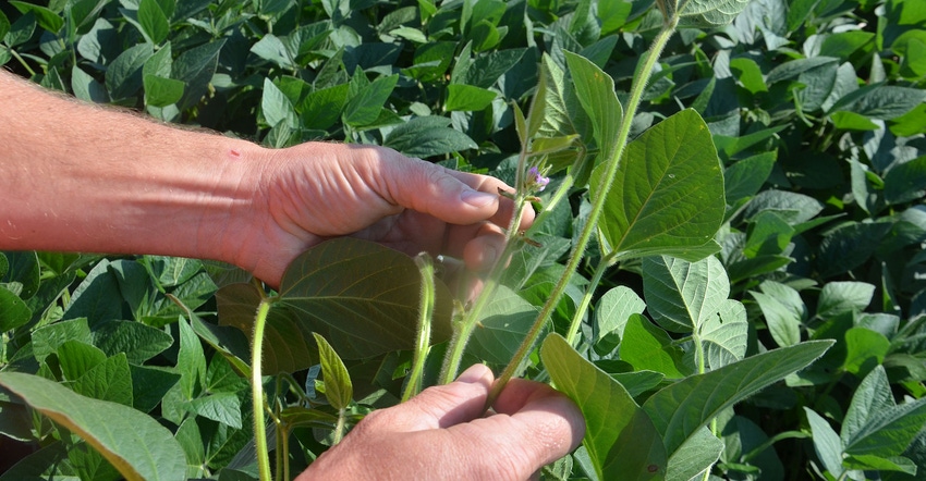 Close up of the R1 growth stage of soybeans in a field