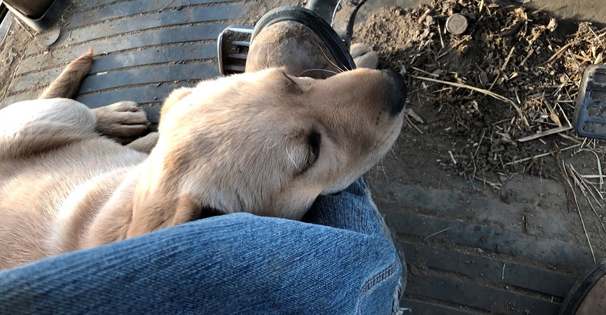 puppy on feet of tractor driver