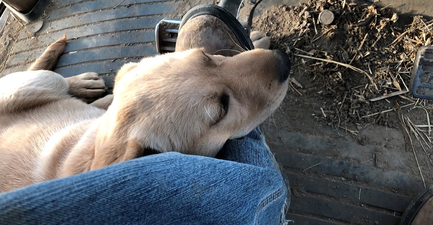puppy on feet of tractor driver puppy on feet of tractor driver