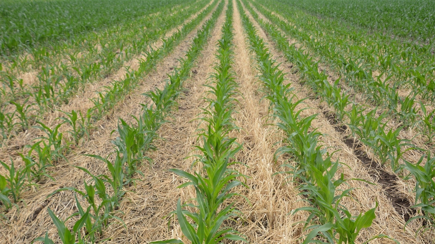 A no-till field with corn plants