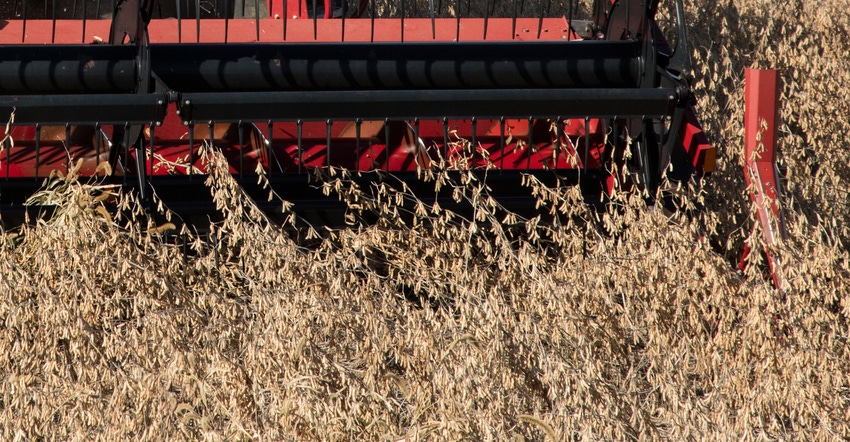 combine harvesting soybeans