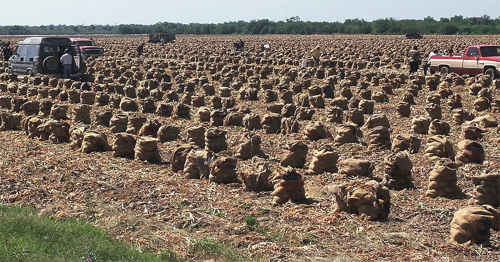 California onion growers vigilant in thrips battle Farm Progress