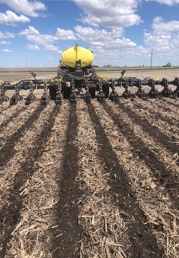 Rows of strip-till corn created by a strip freshener