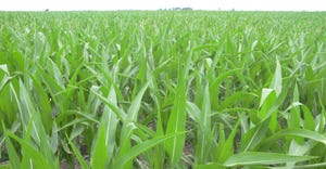 Close up of young corn plants
