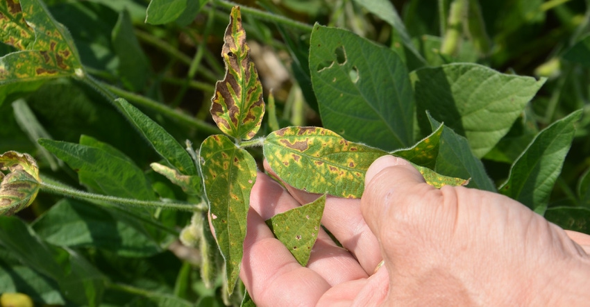 soybean leaves showing signs of sudden death syndrome