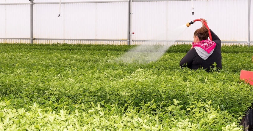 WFP_Todd_Fitchette_Citrus_Nursery-144.jpg WFP_Todd_Fitchette_Citrus_Nursery-144.jpg
