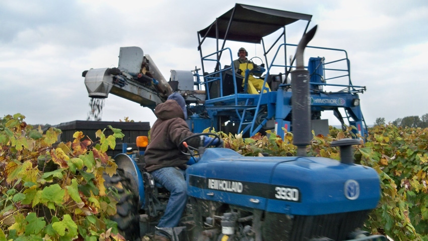 Two workers on a tractor harvesting grapes