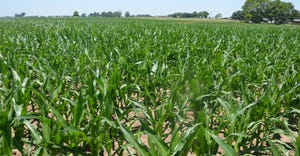 cornfield on sunny day