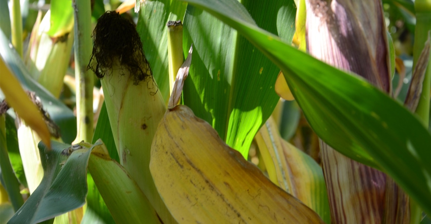 Closeup of corn ear on stalk