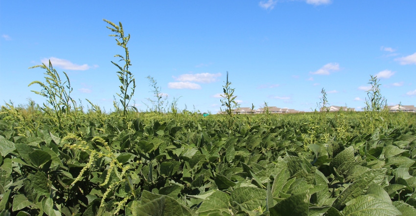 weeds in soybean field