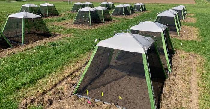 tents protecting Field trials are being done to evaluate native strains of entomopathogenic nematodes for management of Colorado potato beetle and wireworm at Cornell AgriTech in Geneva