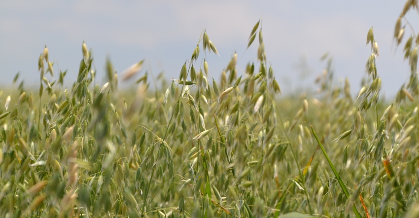 Variety selection key to success with small grains