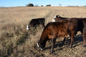 Calves on severely grazed range