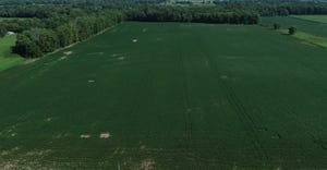 aerial photo of soybean field