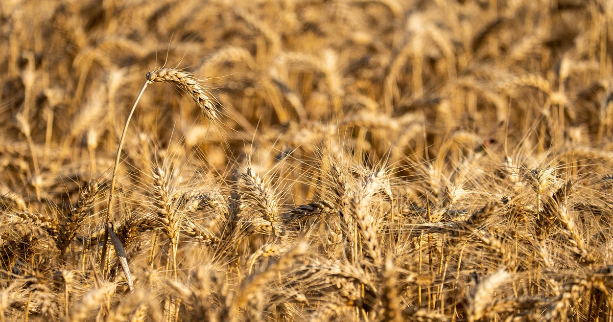 2023 National Wheat Yield Contest: Winners Announced by Mike Pearson