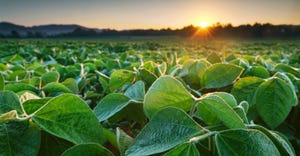 Soybean field at sunrise
