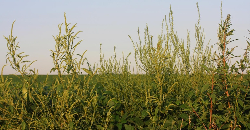 Weeds in a soybean field
