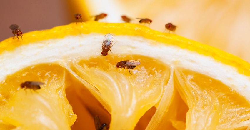 fruit-flies-on-lemon-GettyImages-174766622-web.jpg fruit-flies-on-lemon-GettyImages-174766622-web.jpg