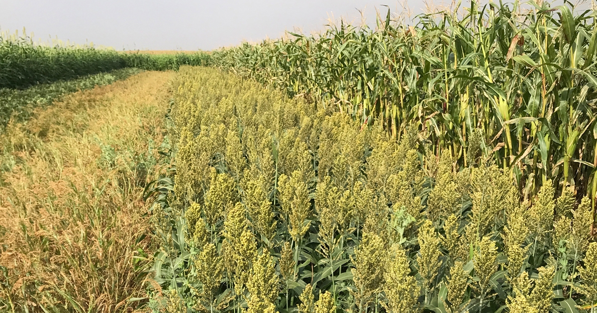 Double-cropping research results revealed