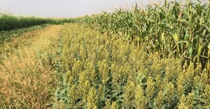 Grain sorghum grows in a plot at the Eastern Nebraska Research and Extension Center (ENREC) near Mead in this photo taken in 