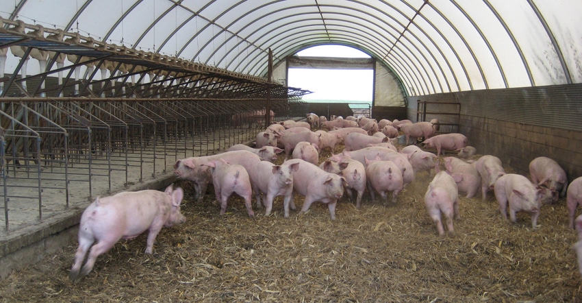 hogs in pen inside barn