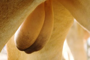 Bull testicles and scrotal circumference