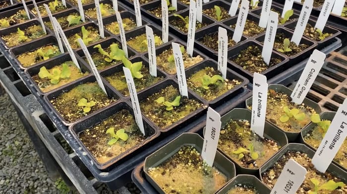 Vegetable Track Quick Take: Conservation field day, mental health first aid and more