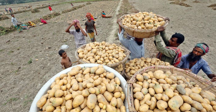Bangladesh potato farmers at harvest