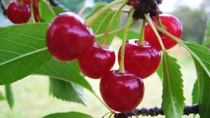 A close-up of cherries in a tree