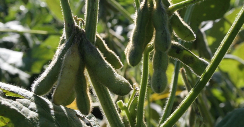 Close up of soybeans in field