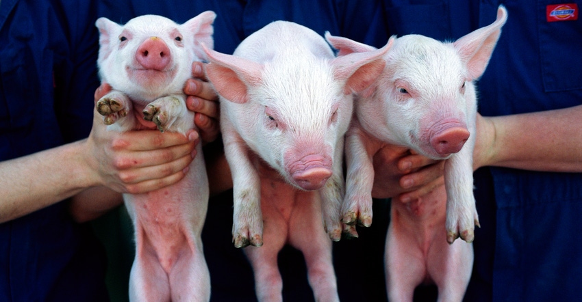 three piglets being held up by people in blue Dickies jumpsuits
