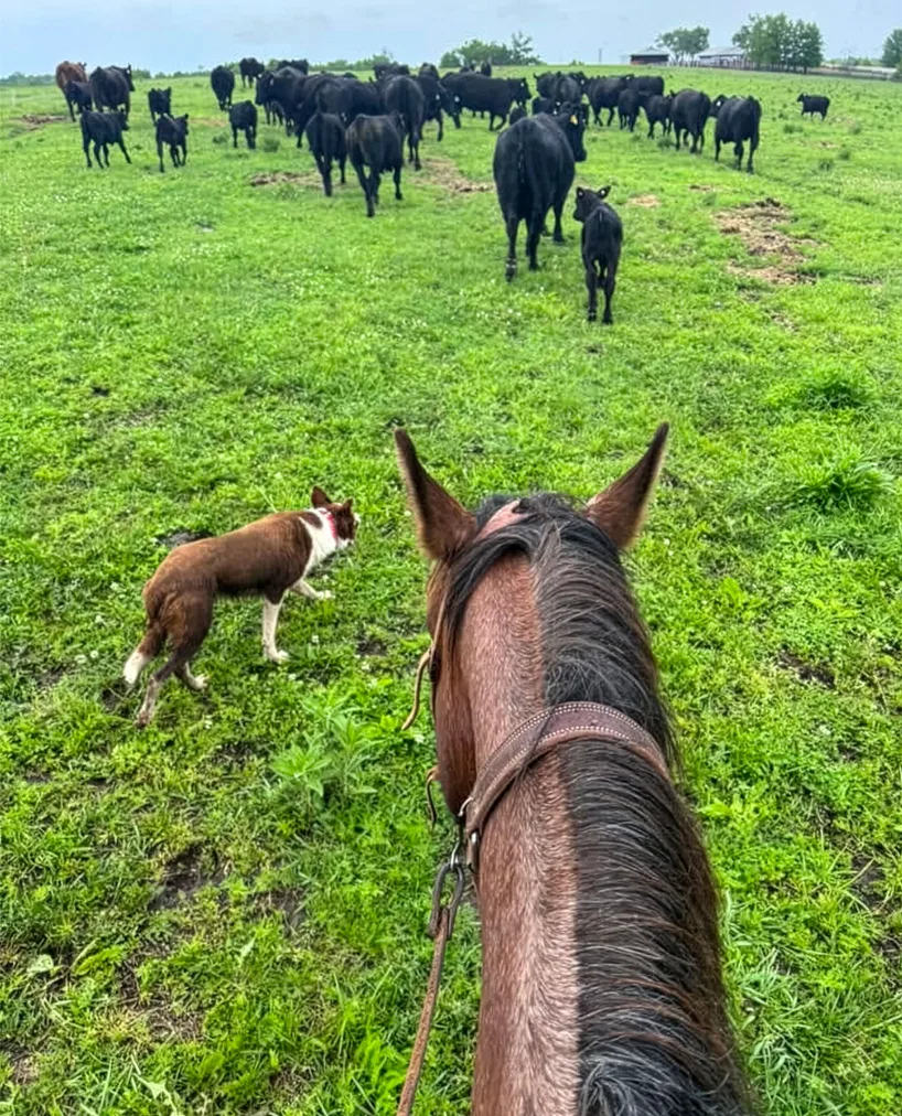 From horseback, Devore moves cattle across the pasture, using his horse to guide livestock with less noise and stress than a motorized vehicle.