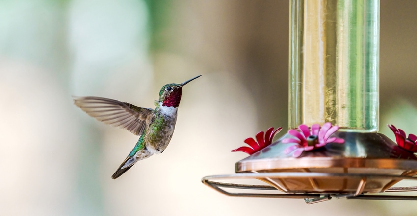 hummingbird-feeder-GettyImages-1328935390.jpg hummingbird-feeder-GettyImages-1328935390.jpg