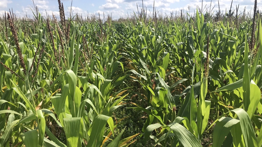 corn growing unevenly in a field