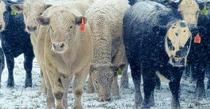 swfp-shelley-huguley-livestock-snow-21-frost.jpg