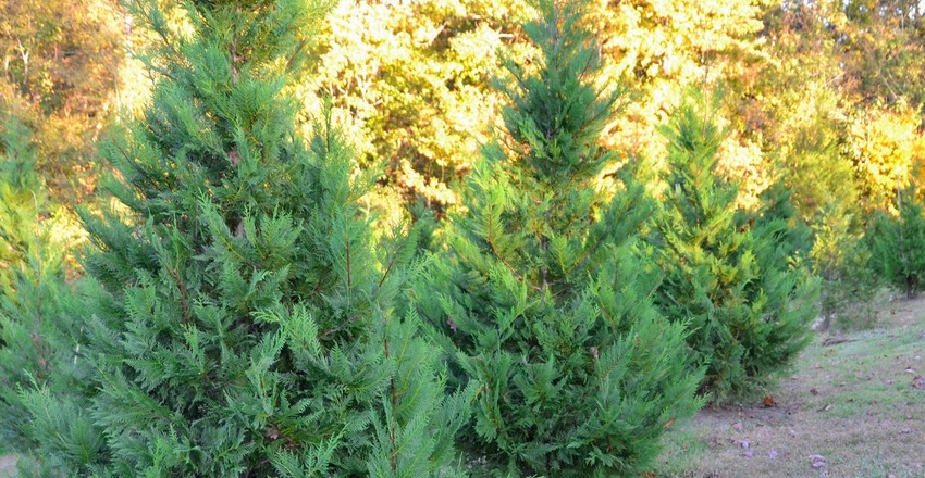 Christmas Tree Farm