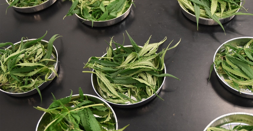 hemp samples in bowls drying