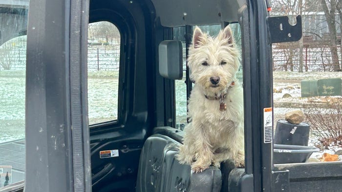 Bally, a West Highland Terrier, waits in the Kubota tractor to put out the hay