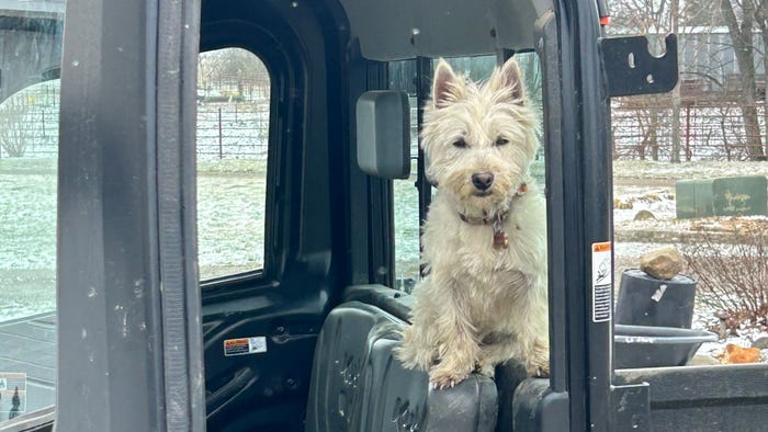 Bally, a West Highland Terrier, waits in the Kubota tractor to put out the hay Bally, a West Highland Terrier, waits in the Kubota tractor to put out the hay