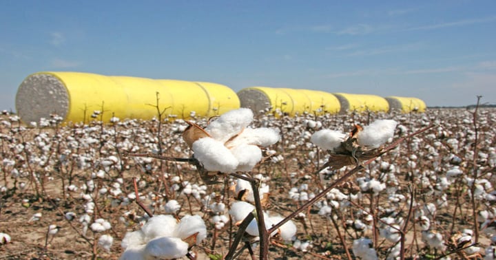 Calcot survives despite cotton marketing frenzy | Farm Progress