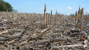 corn stalk remnants in a field